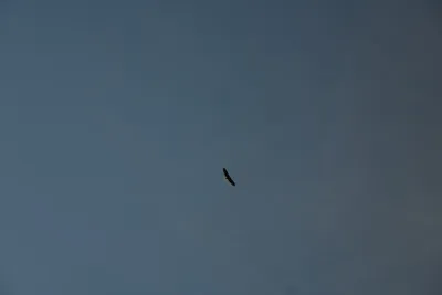 DSC_0261 (Large).JPG